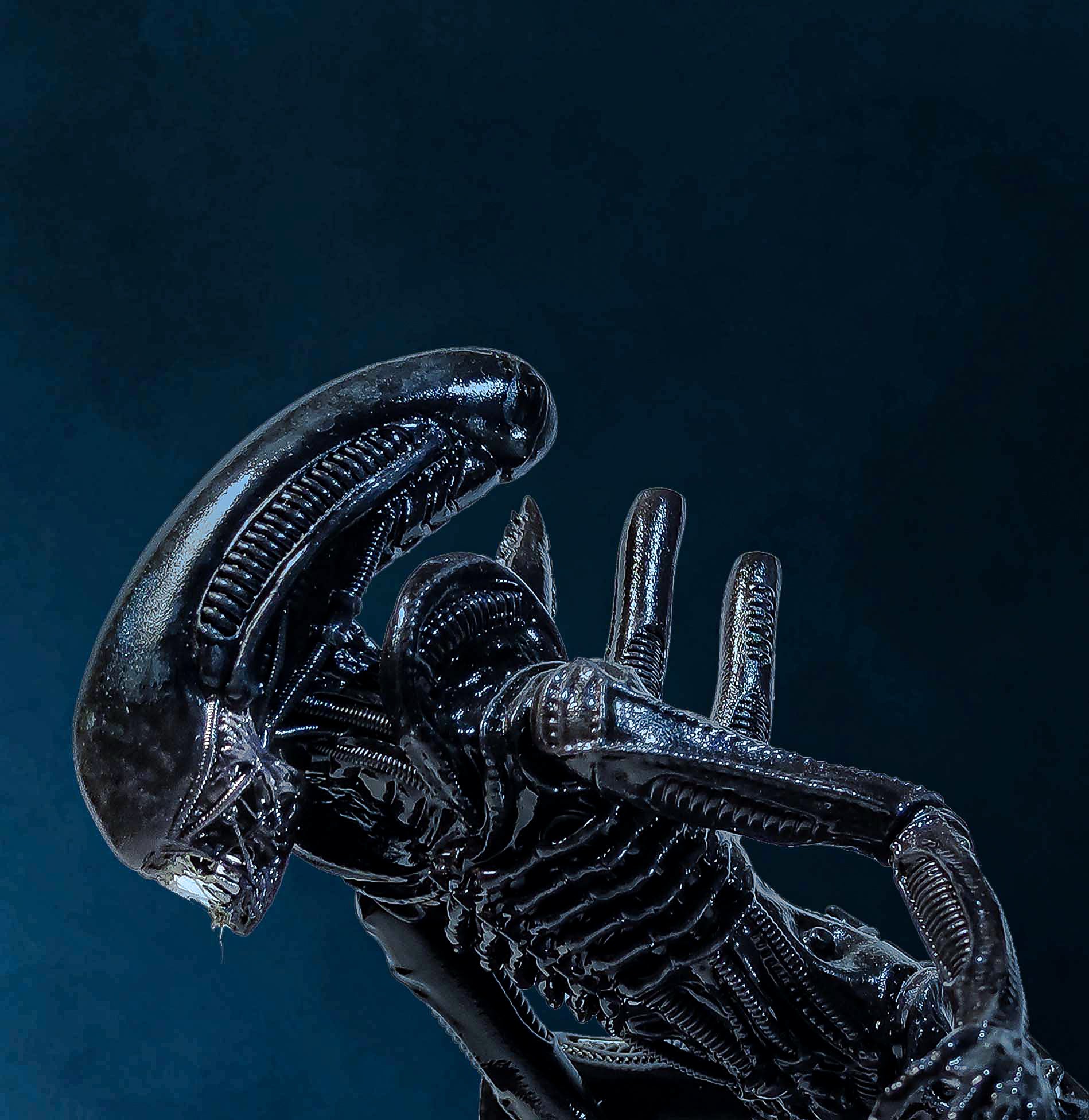 Xenomorph